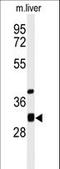 Ethylmalonyl-CoA Decarboxylase 1 antibody, LS-C167611, Lifespan Biosciences, Western Blot image 
