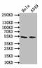 Tripartite Motif Containing 17 antibody, CSB-PA897559LA01HU, Cusabio, Western Blot image 