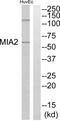 Melanoma inhibitory activity protein 2 antibody, PA5-39234, Invitrogen Antibodies, Western Blot image 