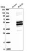Izumo Sperm-Egg Fusion 1 antibody, PA5-58248, Invitrogen Antibodies, Western Blot image 
