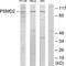 Proteasome 26S Subunit, Non-ATPase 2 antibody, TA313068, Origene, Western Blot image 