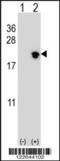Nucleolar Pre-RRNA Processing Protein NIP7 antibody, 63-591, ProSci, Western Blot image 