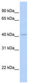 Zinc finger protein DPF3 antibody, TA335654, Origene, Western Blot image 