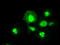 Methylthioribose-1-phosphate isomerase antibody, TA500433, Origene, Immunofluorescence image 