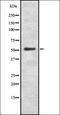 Oxidative Stress Responsive Kinase 1 antibody, orb337538, Biorbyt, Western Blot image 