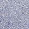 SPEG antibody, NBP1-90134, Novus Biologicals, Immunohistochemistry frozen image 