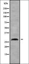 Claudin 14 antibody, orb338187, Biorbyt, Western Blot image 