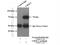 Urocanate Hydratase 1 antibody, 25032-1-AP, Proteintech Group, Immunoprecipitation image 