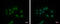 Cleavage and polyadenylation specificity factor subunit 2 antibody, GTX117730, GeneTex, Immunofluorescence image 