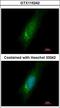 Homer Scaffold Protein 3 antibody, LS-C186401, Lifespan Biosciences, Immunocytochemistry image 