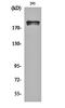 WNK1 antibody, orb159721, Biorbyt, Western Blot image 