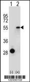 Estrogen Related Receptor Alpha antibody, 63-560, ProSci, Western Blot image 