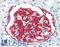 Podocalyxin Like antibody, LS-B9427, Lifespan Biosciences, Immunohistochemistry frozen image 