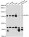 Mitotic checkpoint serine/threonine-protein kinase BUB1 beta antibody, LS-C749529, Lifespan Biosciences, Western Blot image 