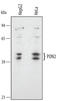 Paraoxonase 2 antibody, AF4344, R&D Systems, Western Blot image 