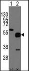 NP2 antibody, orb178933, Biorbyt, Western Blot image 