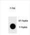 Cyclin B3 antibody, PA5-72384, Invitrogen Antibodies, Dot Blot image 