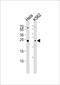 Mitotic spindle assembly checkpoint protein MAD2B antibody, PA5-49352, Invitrogen Antibodies, Western Blot image 