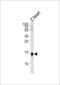 H2A Histone Family Member Z antibody, LS-C166762, Lifespan Biosciences, Western Blot image 