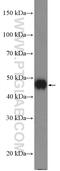 K17 antibody, 17516-1-AP, Proteintech Group, Western Blot image 