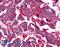 NIMA Related Kinase 7 antibody, LS-A7164, Lifespan Biosciences, Immunohistochemistry frozen image 
