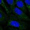 Probable gluconokinase antibody, NBP2-58555, Novus Biologicals, Immunofluorescence image 
