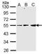 Pyruvate Dehydrogenase Complex Component X antibody, GTX106352, GeneTex, Western Blot image 