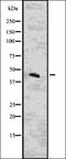 Cytohesin 3 antibody, orb336718, Biorbyt, Western Blot image 