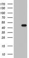 NK2 Homeobox 1 antibody, TA803319S, Origene, Western Blot image 