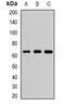 Nuclear Receptor Subfamily 1 Group H Member 4 antibody, abx142105, Abbexa, Western Blot image 