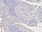 Ornithine Decarboxylase 1 antibody, orb136017, Biorbyt, Immunohistochemistry paraffin image 