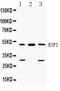 E2F Transcription Factor 3 antibody, A03068, Boster Biological Technology, Western Blot image 