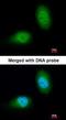 Tyrosine 3-Monooxygenase/Tryptophan 5-Monooxygenase Activation Protein Zeta antibody, orb14580, Biorbyt, Immunocytochemistry image 