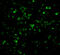 XIAP Associated Factor 1 antibody, 3409, ProSci Inc, Immunofluorescence image 