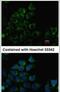 Pantothenate Kinase 3 antibody, PA5-28657, Invitrogen Antibodies, Immunofluorescence image 