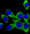 FER Tyrosine Kinase antibody, MA5-24734, Invitrogen Antibodies, Immunofluorescence image 