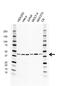 MCL1 Apoptosis Regulator, BCL2 Family Member antibody, VMA00507, Bio-Rad (formerly AbD Serotec) , Western Blot image 