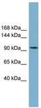 Solute carrier family 12 member 3 antibody, TA334171, Origene, Western Blot image 