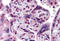 HIF-2-alpha antibody, MBS247494, MyBioSource, Immunohistochemistry frozen image 