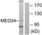 Mediator Complex Subunit 24 antibody, PA5-38545, Invitrogen Antibodies, Western Blot image 