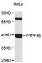 Pre-MRNA Processing Factor 18 antibody, LS-C747886, Lifespan Biosciences, Western Blot image 