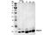 Histone Cluster 4 H4 antibody, 2592S, Cell Signaling Technology, Western Blot image 