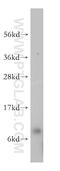 Ribosomal Protein S27 antibody, 15355-1-AP, Proteintech Group, Western Blot image 