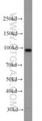 Cartilage Intermediate Layer Protein 2 antibody, 11813-1-AP, Proteintech Group, Western Blot image 