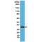 Calponin 1 antibody, M08065-2, Boster Biological Technology, Western Blot image 