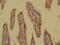ArfGAP With SH3 Domain, Ankyrin Repeat And PH Domain 1 antibody, GTX51586, GeneTex, Immunohistochemistry paraffin image 