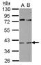 RNA Binding Fox-1 Homolog 2 antibody, NBP2-16516, Novus Biologicals, Western Blot image 