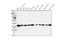 SPARC antibody, A00862-1, Boster Biological Technology, Western Blot image 