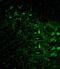 Histone Cluster 3 H3 antibody, GTX37670, GeneTex, Immunohistochemistry frozen image 