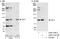 ARF GTPase-activating protein GIT1 antibody, A302-100A, Bethyl Labs, Immunoprecipitation image 
